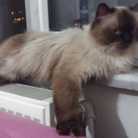 Himalayan, Kedi  Gölge fotoğrafı