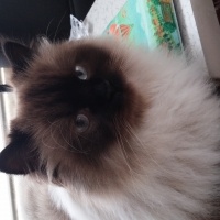 Himalayan, Kedi  Gölge fotoğrafı