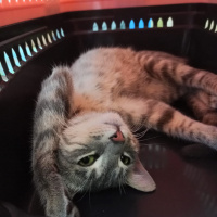 Tekir Kedi, Kedi  Raptor fotoğrafı