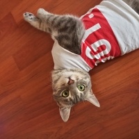 Tekir Kedi, Kedi  Raptor fotoğrafı