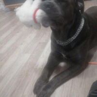 Cane Corso Italiano, Köpek  Zeus fotoğrafı