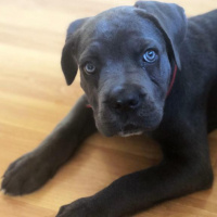 Cane Corso Italiano, Köpek  Zeus fotoğrafı