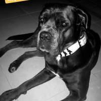 Cane Corso Italiano, Köpek  Zeus fotoğrafı