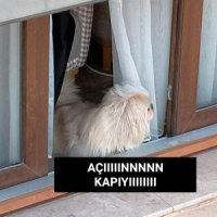 Pekingese, Köpek  Maylo fotoğrafı