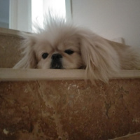 Pekingese, Köpek  Maylo fotoğrafı