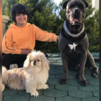 Pekingese, Köpek  Maylo fotoğrafı