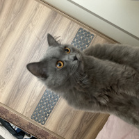 Scottish Fold, Kedi  Mumak fotoğrafı