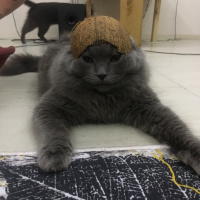 Scottish Fold, Kedi  Mumak fotoğrafı