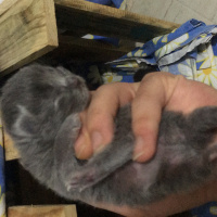 Scottish Fold, Kedi  Mumak fotoğrafı