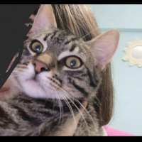 Tekir Kedi, Kedi  Hulusi fotoğrafı