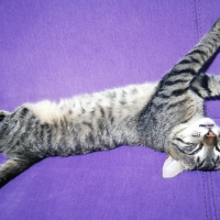 Tekir Kedi, Kedi  Hulusi fotoğrafı