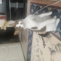 Tekir Kedi, Kedi  Roka fotoğrafı