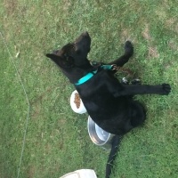 Alman Çoban Köpeği, Köpek  Bitter fotoğrafı