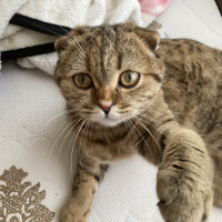 Scottish Fold, Kedi  Safiye fotoğrafı