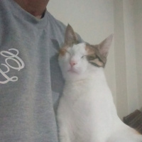 Tekir Kedi, Kedi  Balım fotoğrafı