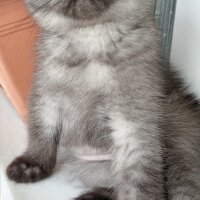 Scottish Fold, Kedi  gölge fotoğrafı