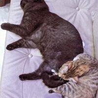 Scottish Fold, Kedi  gölge fotoğrafı