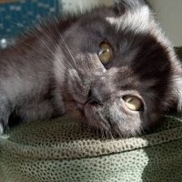 Scottish Fold, Kedi  gölge fotoğrafı