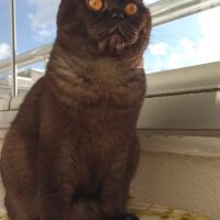 Scottish Fold, Kedi  gölge fotoğrafı