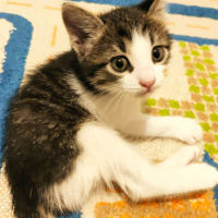 Tekir Kedi, Kedi  Bulut fotoğrafı