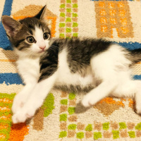 Tekir Kedi, Kedi  Bulut fotoğrafı
