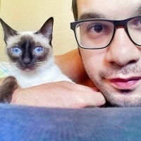 Siyam Kedisi, Kedi  Arya fotoğrafı
