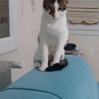 Tekir Kedi, Kedi  Şans fotoğrafı