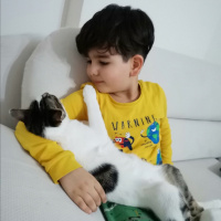 Tekir Kedi, Kedi  Şans fotoğrafı