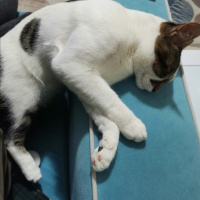 Tekir Kedi, Kedi  Şans fotoğrafı