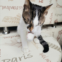Tekir Kedi, Kedi  Şans fotoğrafı