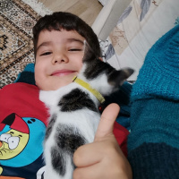 Tekir Kedi, Kedi  Şans fotoğrafı