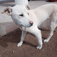 Sokö (Sokak Köpeği), Köpek  şans fotoğrafı