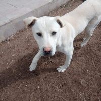 Sokö (Sokak Köpeği), Köpek  şans fotoğrafı