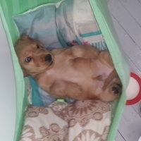 İngiliz Cocker Spaniel, Köpek  Topak fotoğrafı