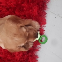 İngiliz Cocker Spaniel, Köpek  Topak fotoğrafı