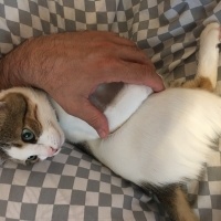 Tekir Kedi, Kedi  Mia fotoğrafı