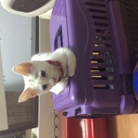Ankara Kedisi, Kedi  Kopuk fotoğrafı