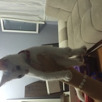 Ankara Kedisi, Kedi  Kopuk fotoğrafı