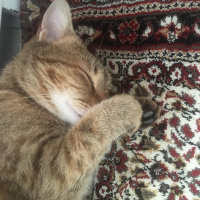 Tekir Kedi, Kedi  Tekir fotoğrafı