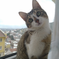 Tekir Kedi, Kedi  Şeftali fotoğrafı