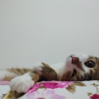 Tekir Kedi, Kedi  Şeftali fotoğrafı