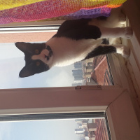 Tuxedo (Smokin) Kedi, Kedi  Smokin fotoğrafı