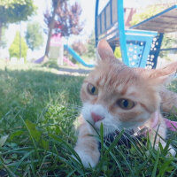 Ankara Kedisi, Kedi  Tigger fotoğrafı