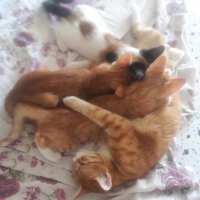 Ankara Kedisi, Kedi  Tigger fotoğrafı