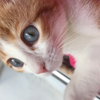 Sarman, Kedi  Boncuk fotoğrafı