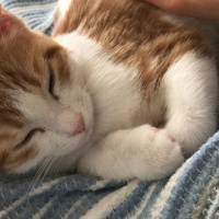 Sarman, Kedi  Boncuk fotoğrafı