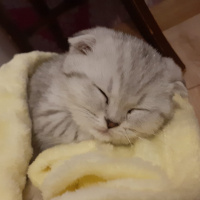 Scottish Fold, Kedi  LOKUM fotoğrafı
