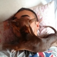 Minyatür Pinscher, Köpek  Thor fotoğrafı