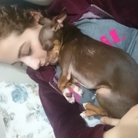 Minyatür Pinscher, Köpek  Thor fotoğrafı