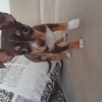 Minyatür Pinscher, Köpek  Thor fotoğrafı